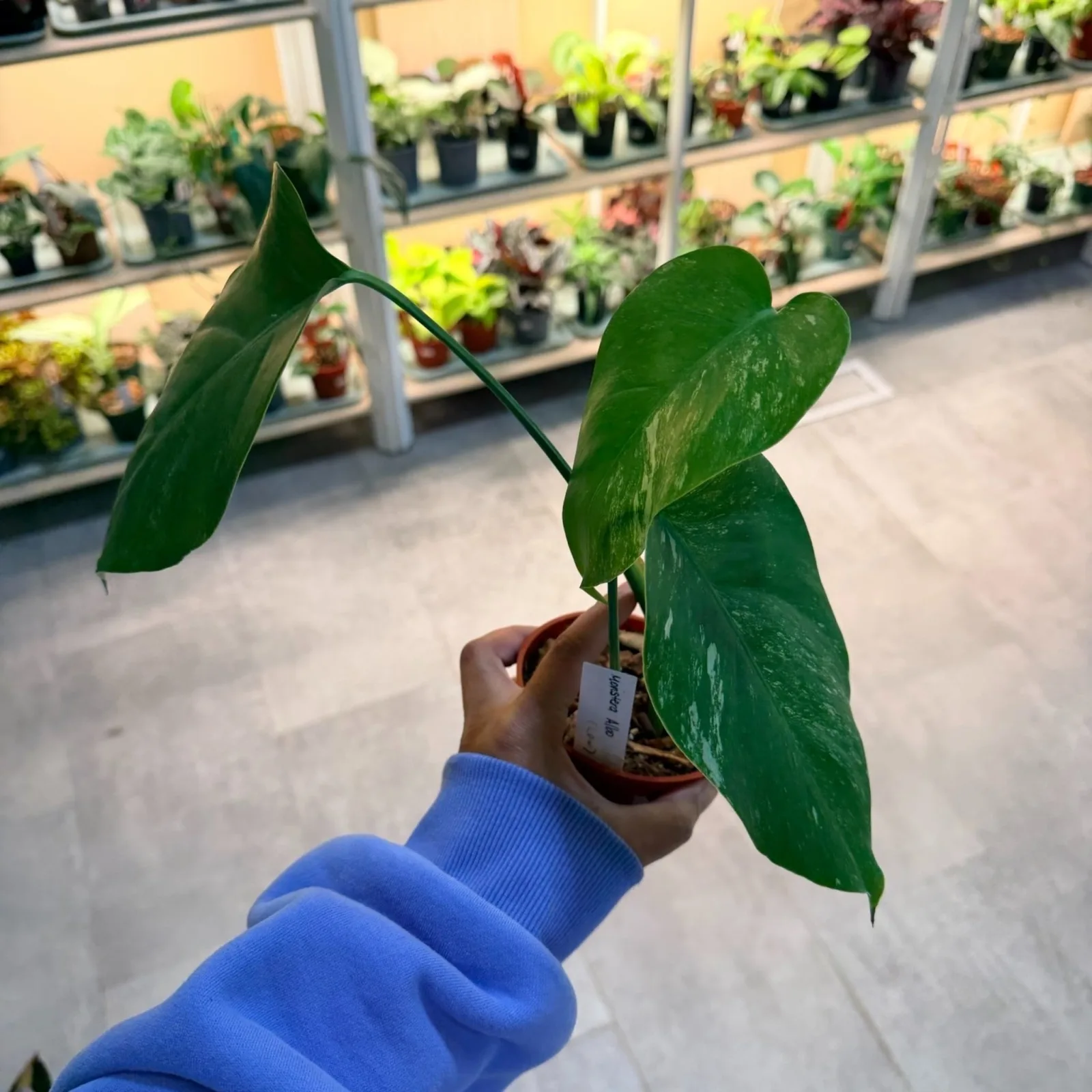 Monstera Albo (Low Variegation) — image 2