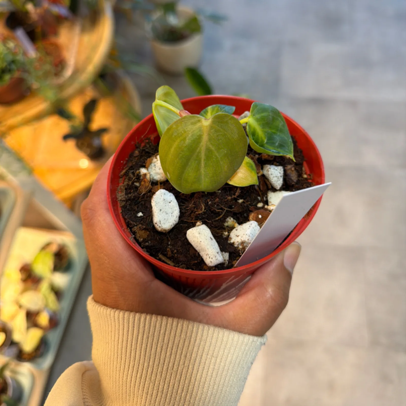 Philodendron 'El Choco Red' in red pot with white perlite, held in hand.