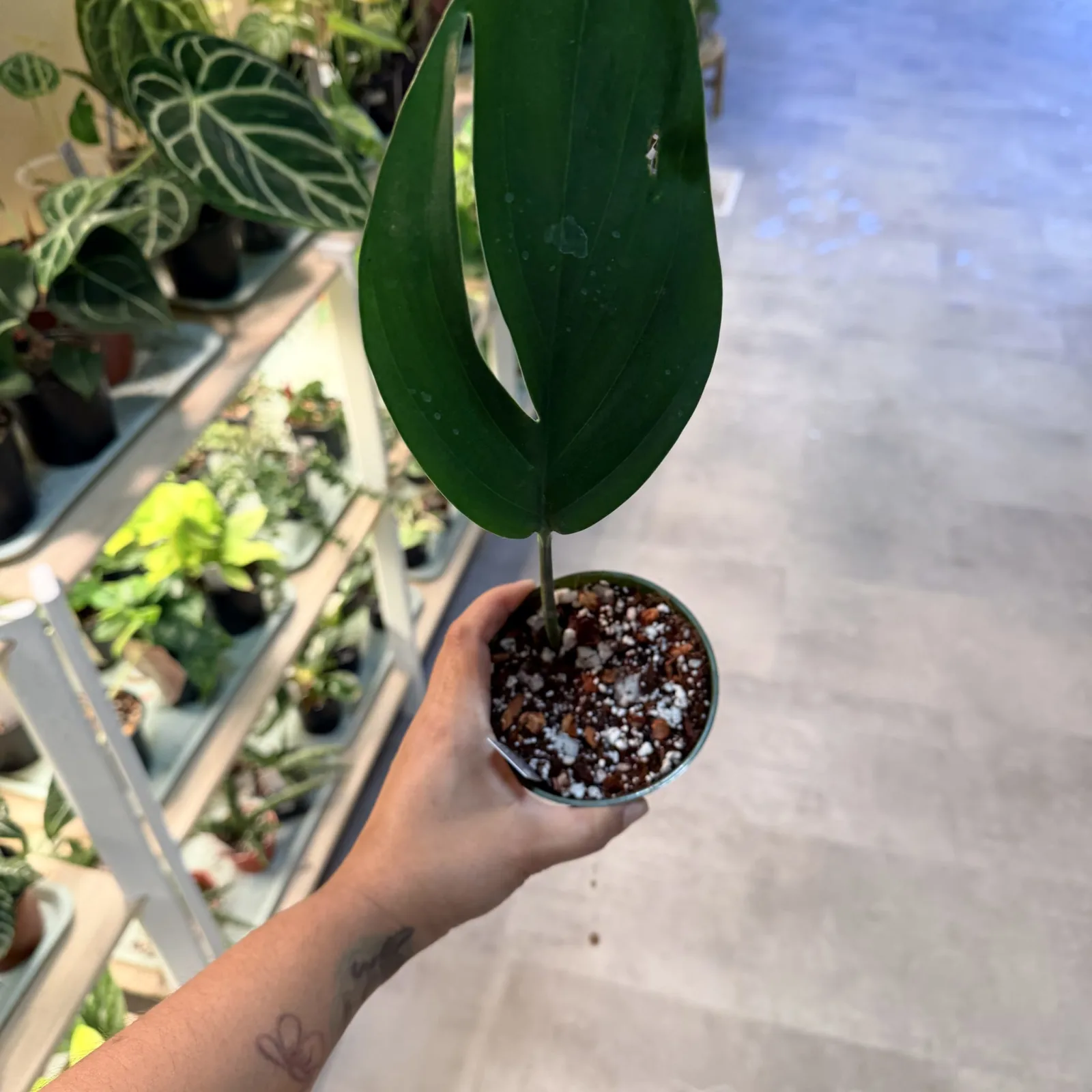 Rhaphidophora Decursiva Dragon Tail with glossy green leaves in small nursery pot held in hand.