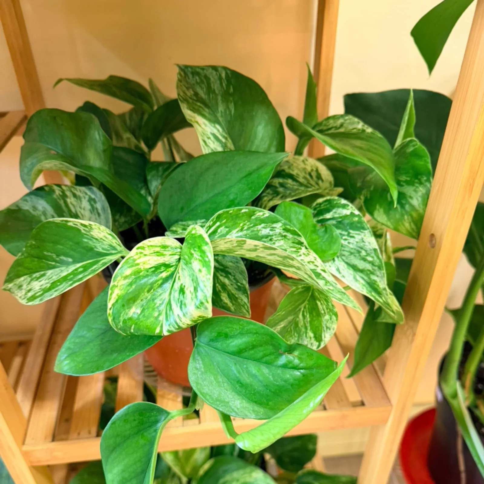 Marble Queen Pothos houseplant with variegated green and white leaves in wooden planter.