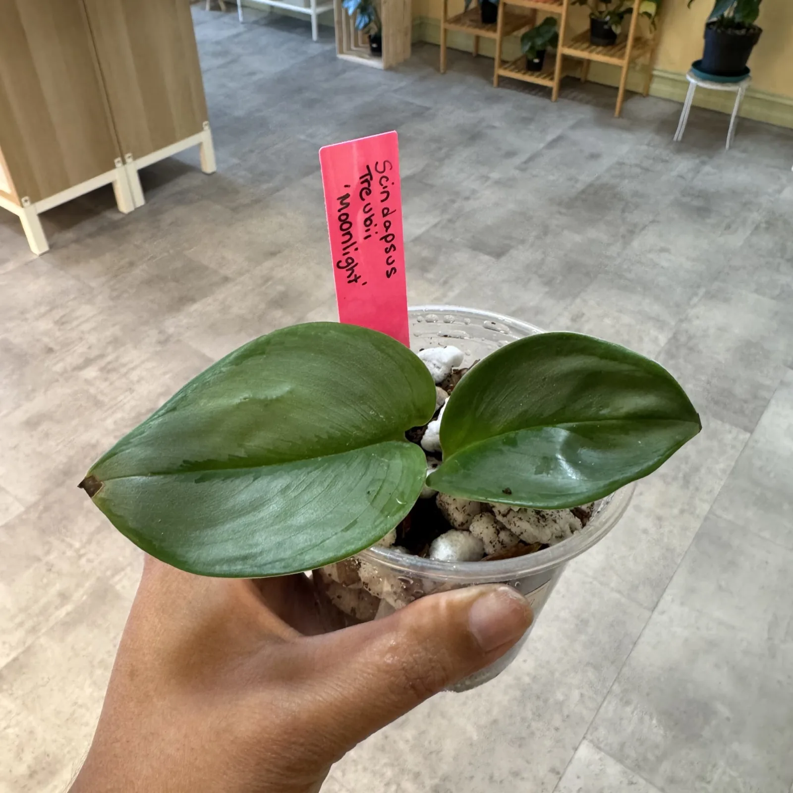 Scindapsus Treubii Moonlight small potted plant with two green heart-shaped leaves in hand