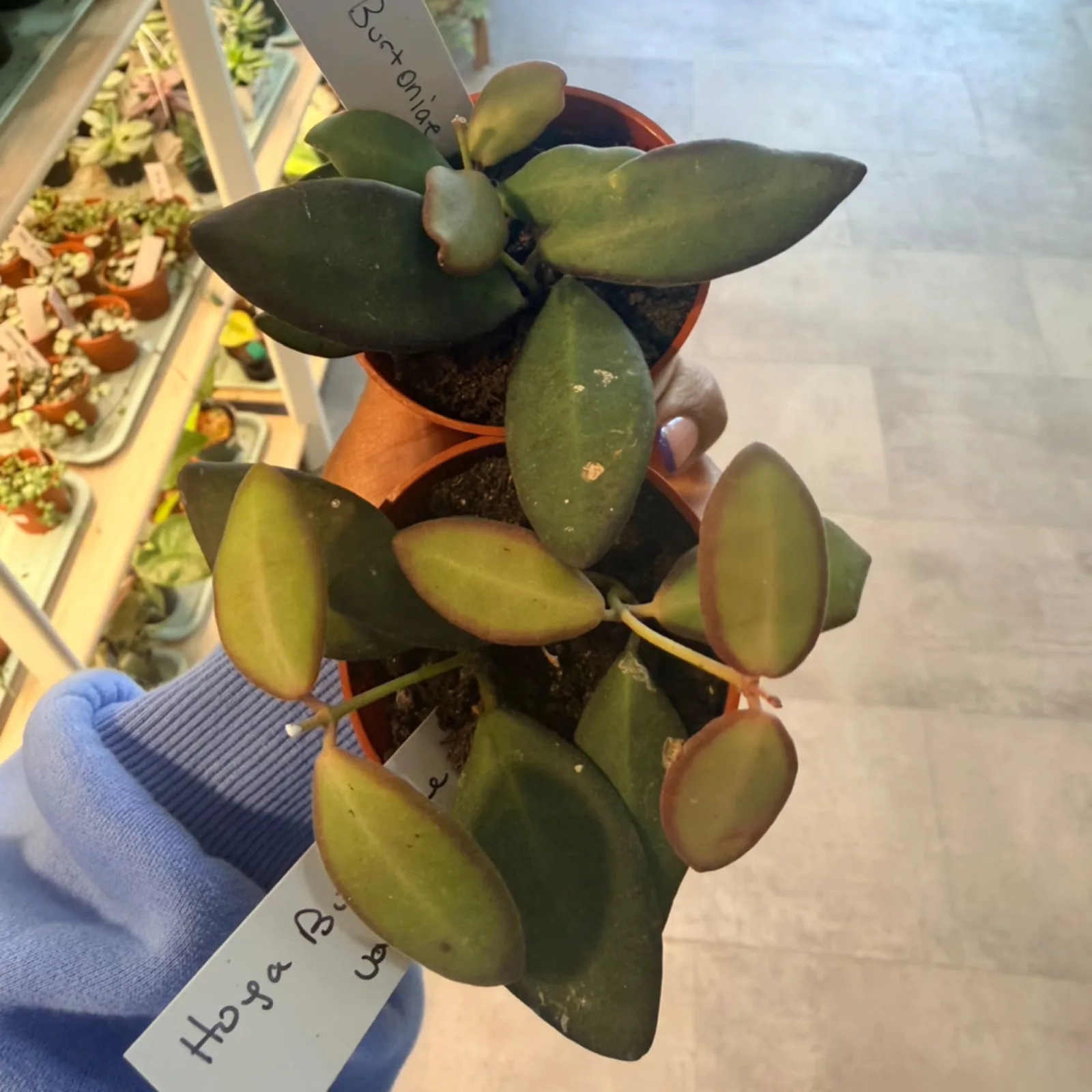 Hoya Burtoniae Variegated succulent plant with thick green leaves in small orange pot.