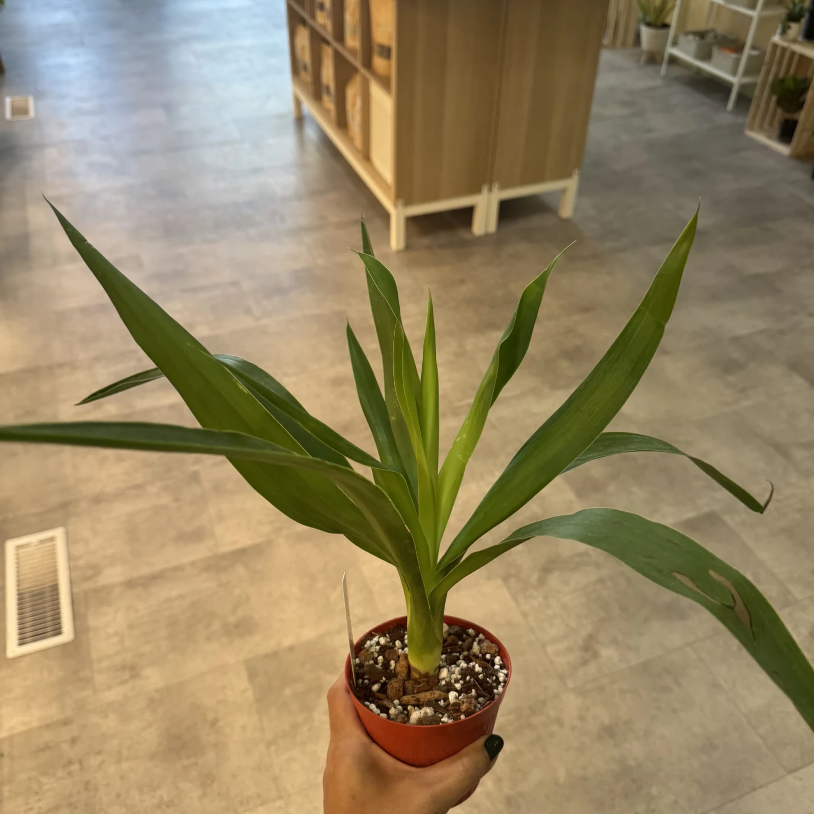 Yucca Cane plant with green strappy leaves in black pot on white stand.