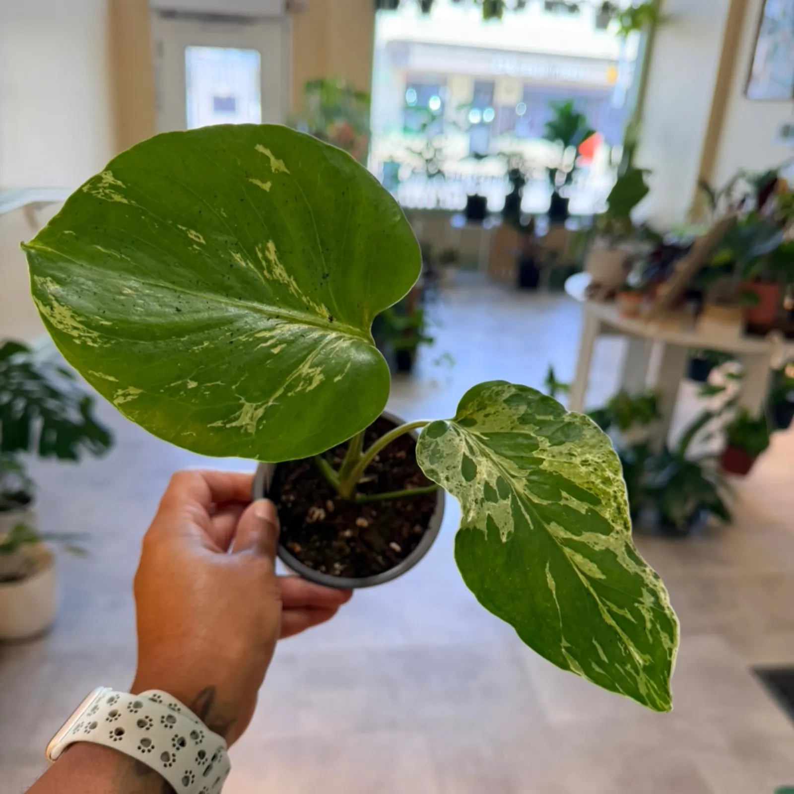 Monstera 'Bulbasaur' houseplant with variegated green leaves in small pot, held by hand.