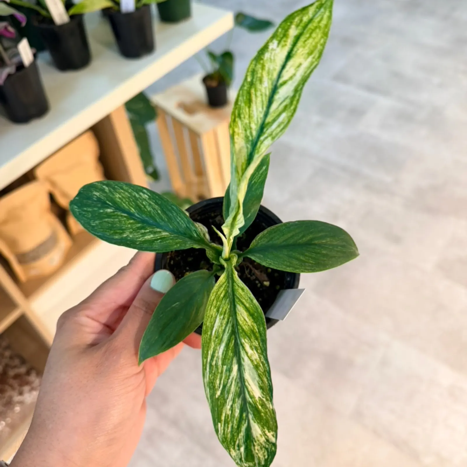 Spathiphyllum Sensation Variegata with variegated green and white striped leaves in black pot.
