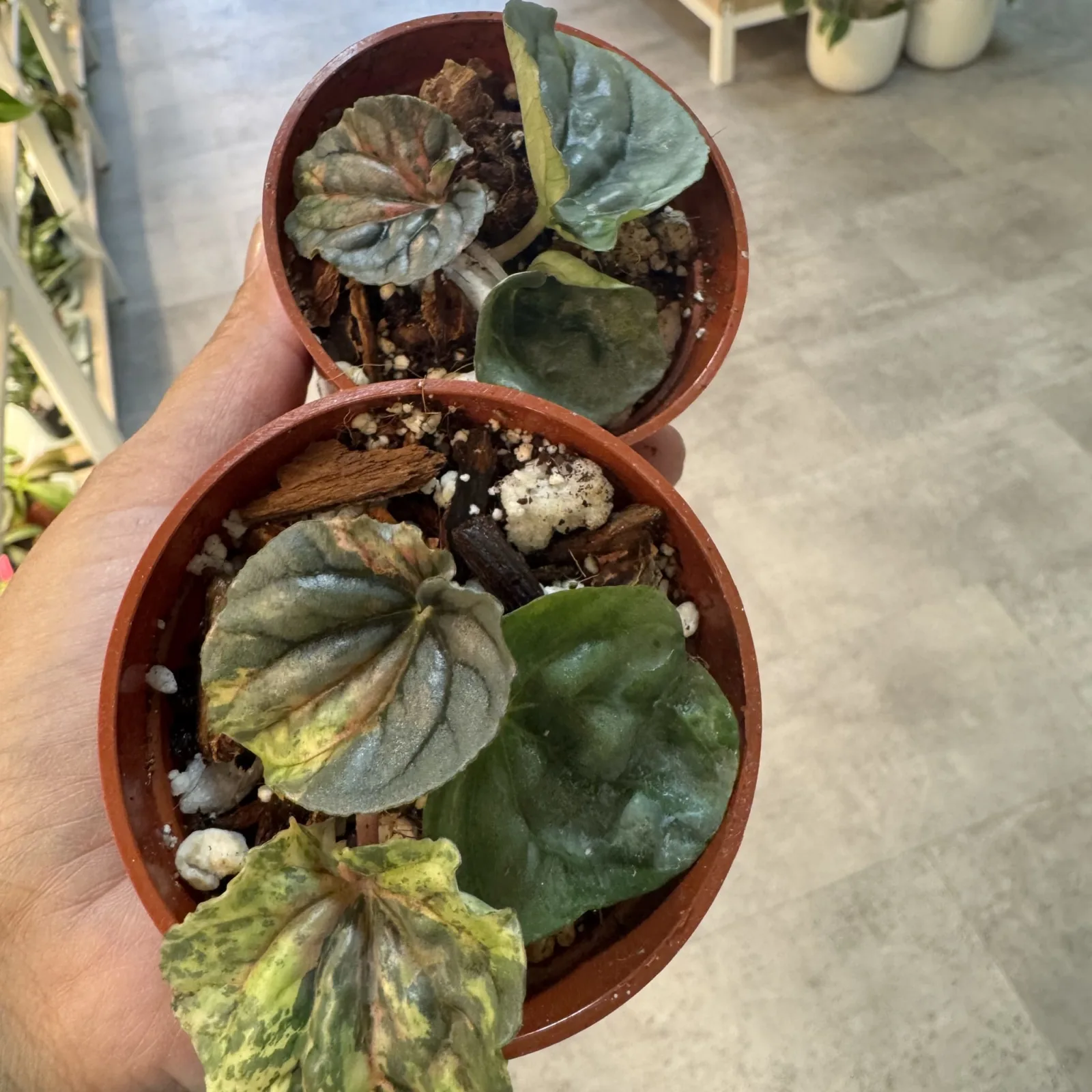 Peperomia Pink Lady — image 2