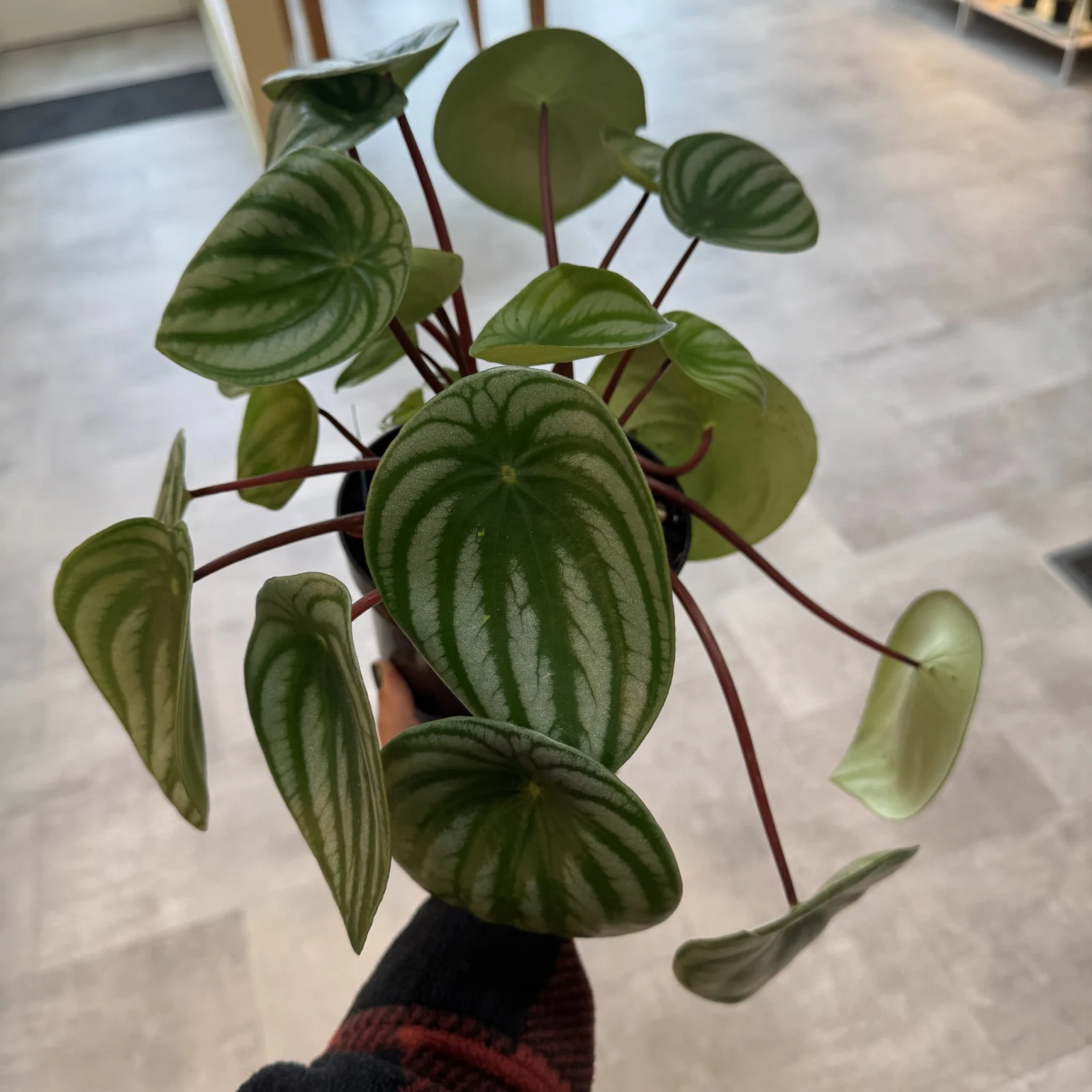 Peperomia Watermelon houseplant with striped green leaves in small black pot, held in hand.
