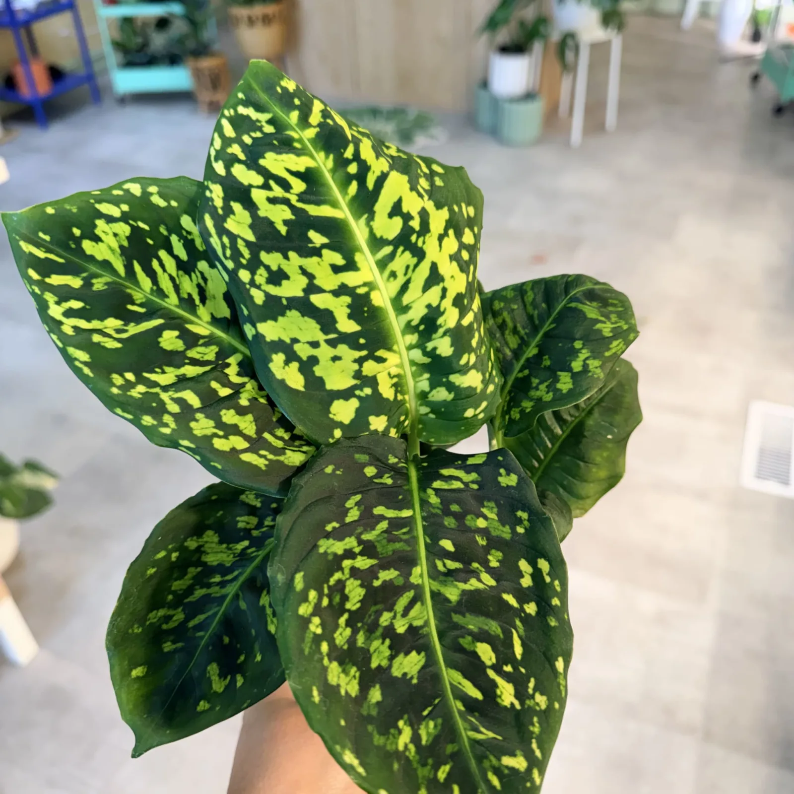 Dieffenbachia Reflector 6" houseplant with yellow-spotted green leaves in pot.