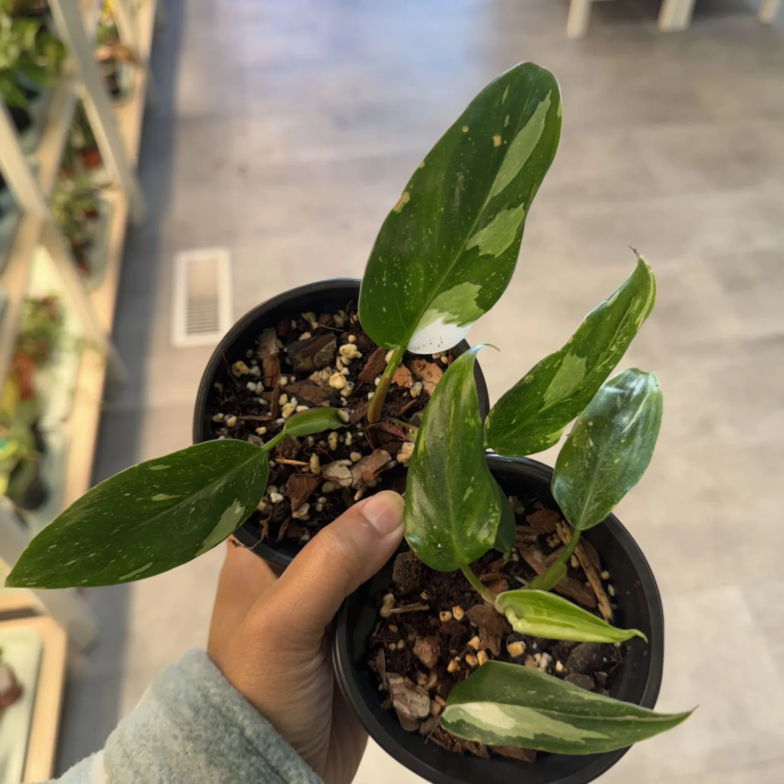 Philodendron White Princess houseplant with green variegated leaves in small black pot.