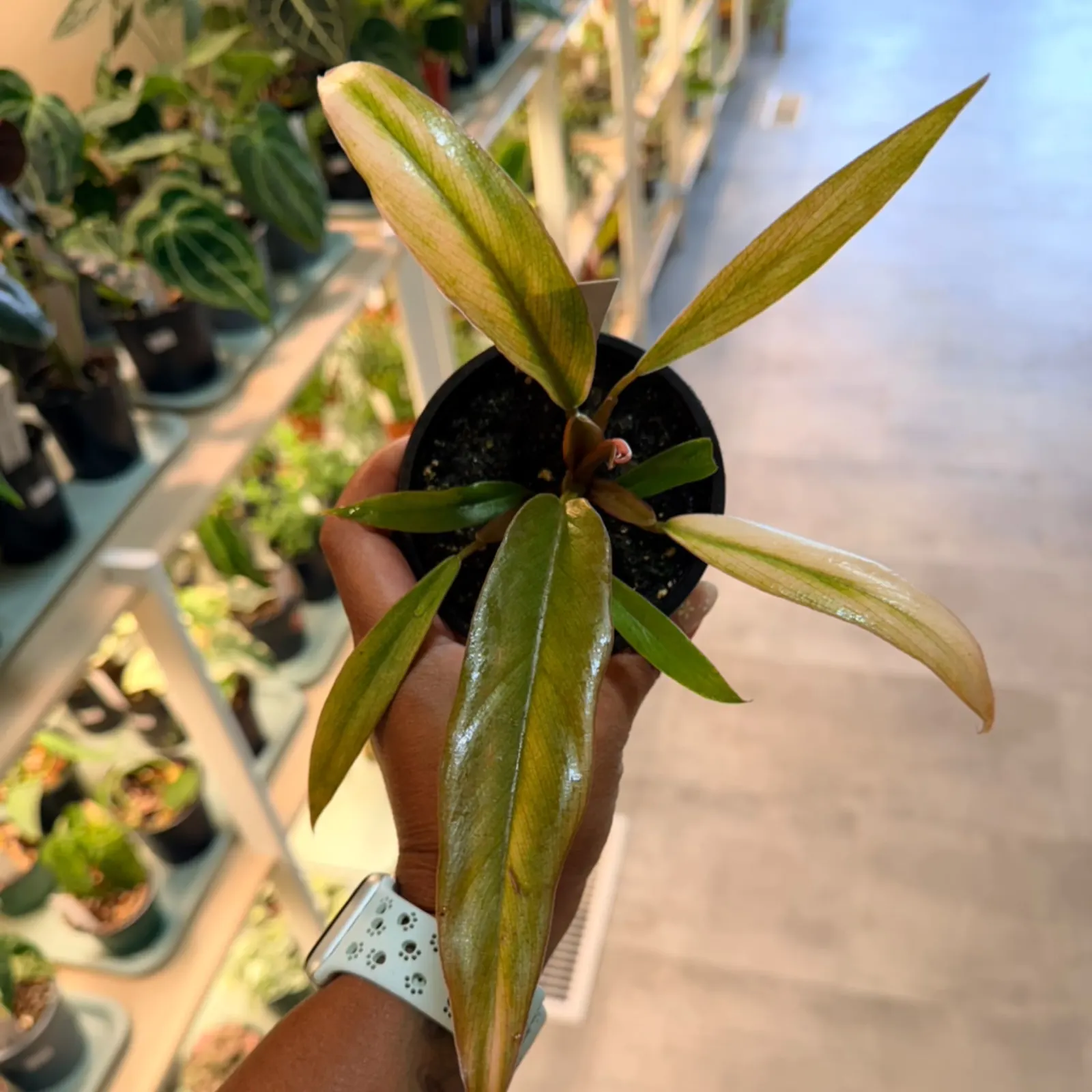 Philodendron Caramel Pluto houseplant with elongated green leaves and dark pot held in hand.