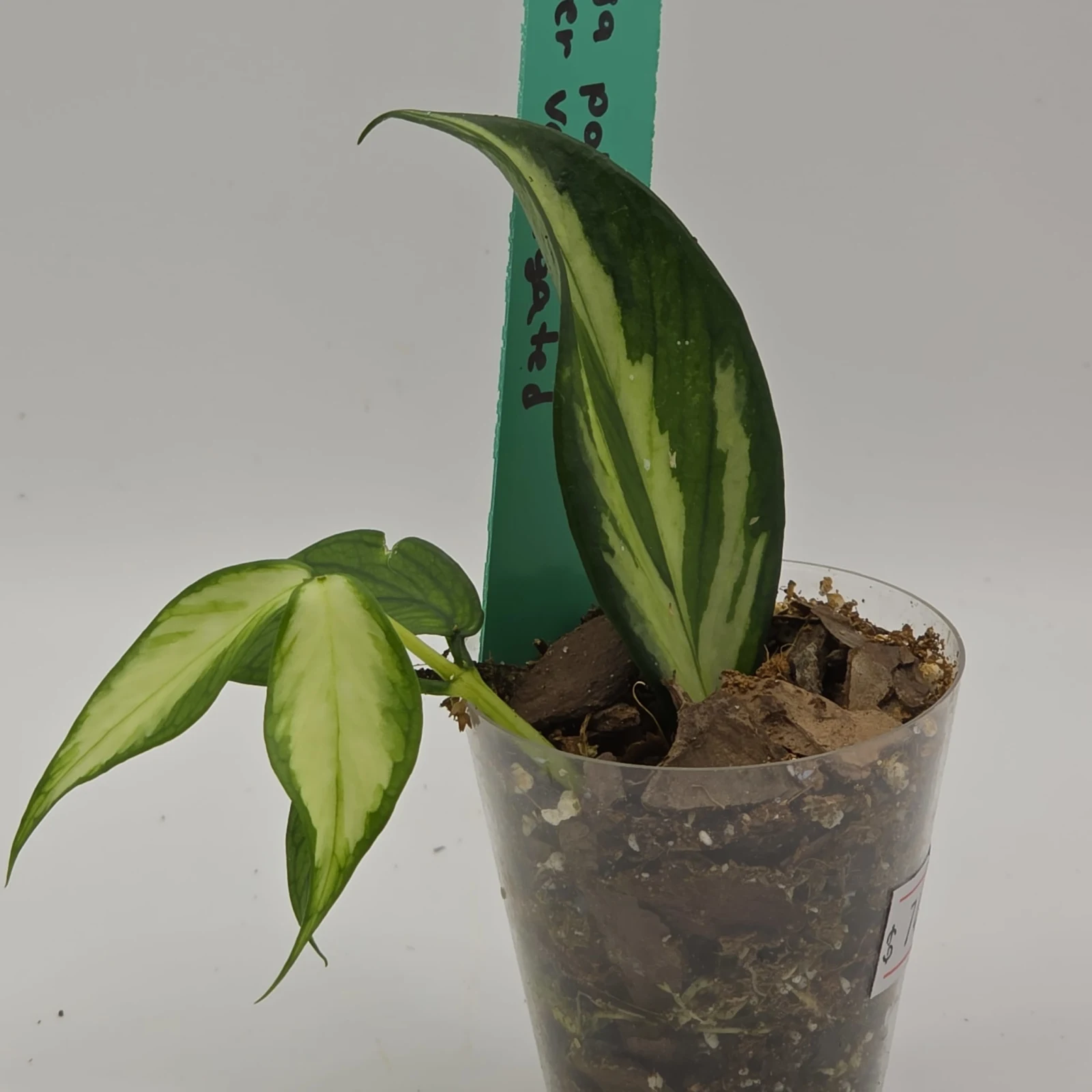 Hoya Polyneura Inner Variegated houseplant with variegated leaves in clear plastic pot with stake.