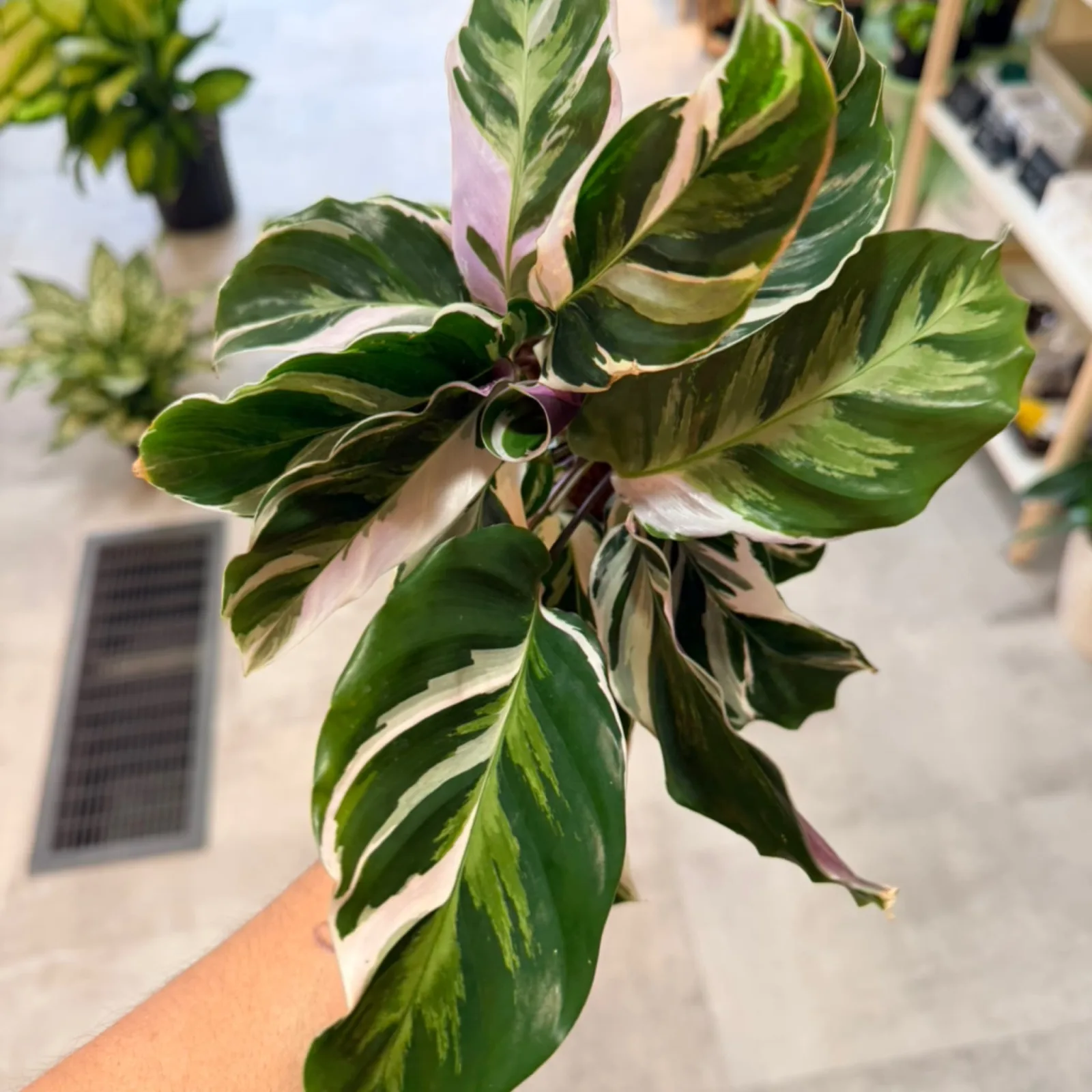 Calathea Lietzei White Fusion houseplant with variegated green and white striped leaves.