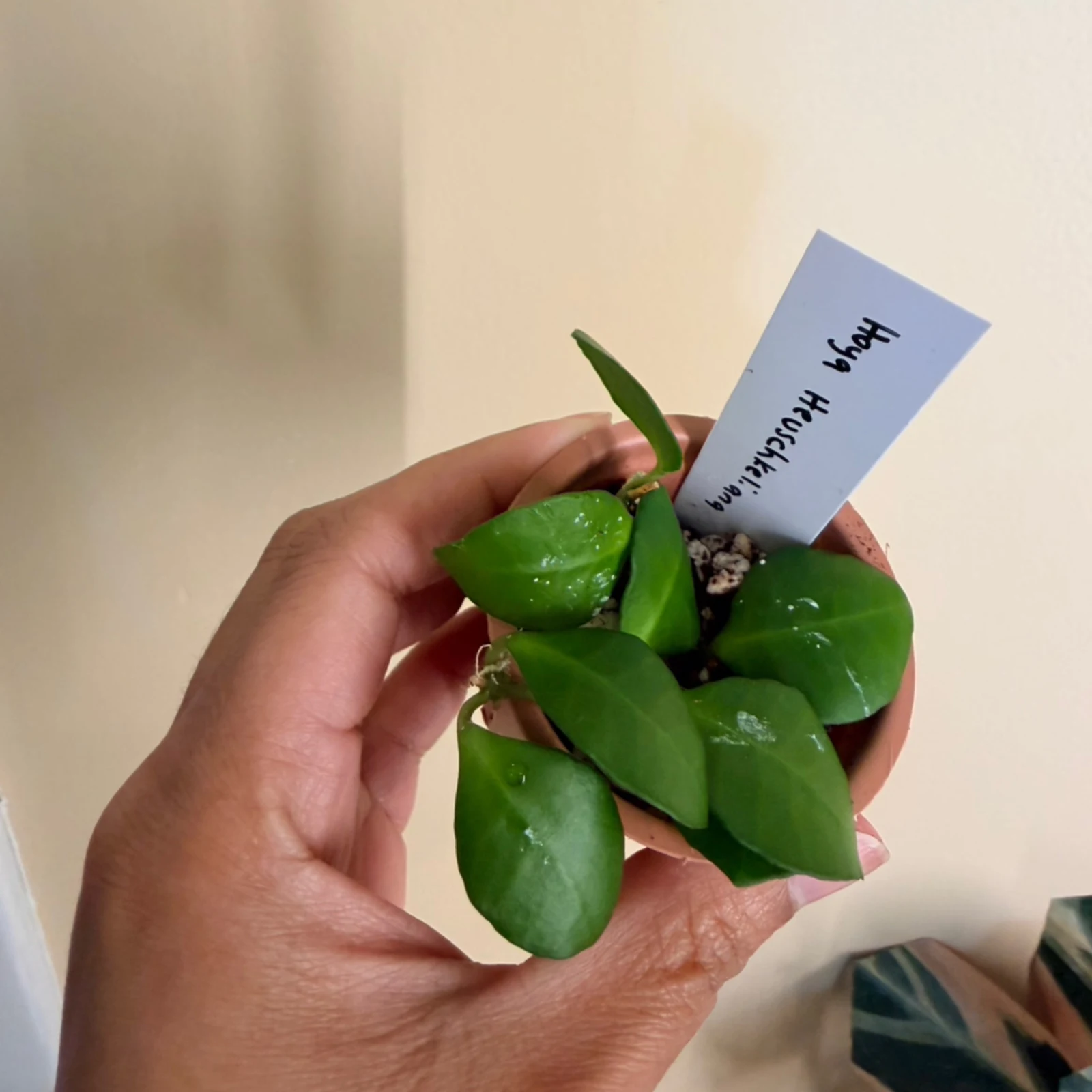 Hoya Heschkeliana Green small potted plant with green succulent leaves in hand