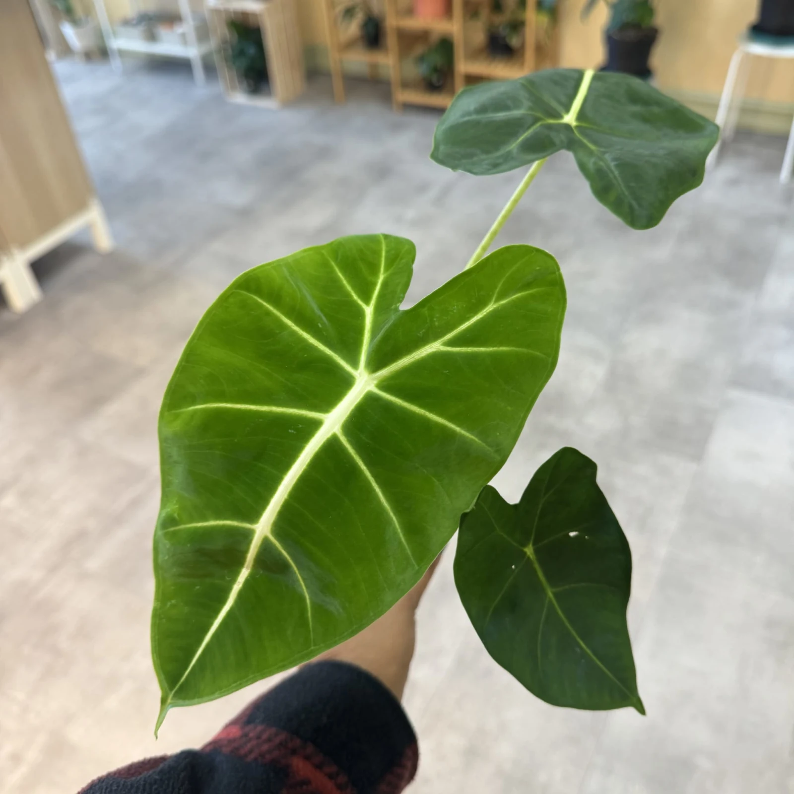 Alocasia Frydek Micholitziana with dark green veined leaves in white ceramic pot