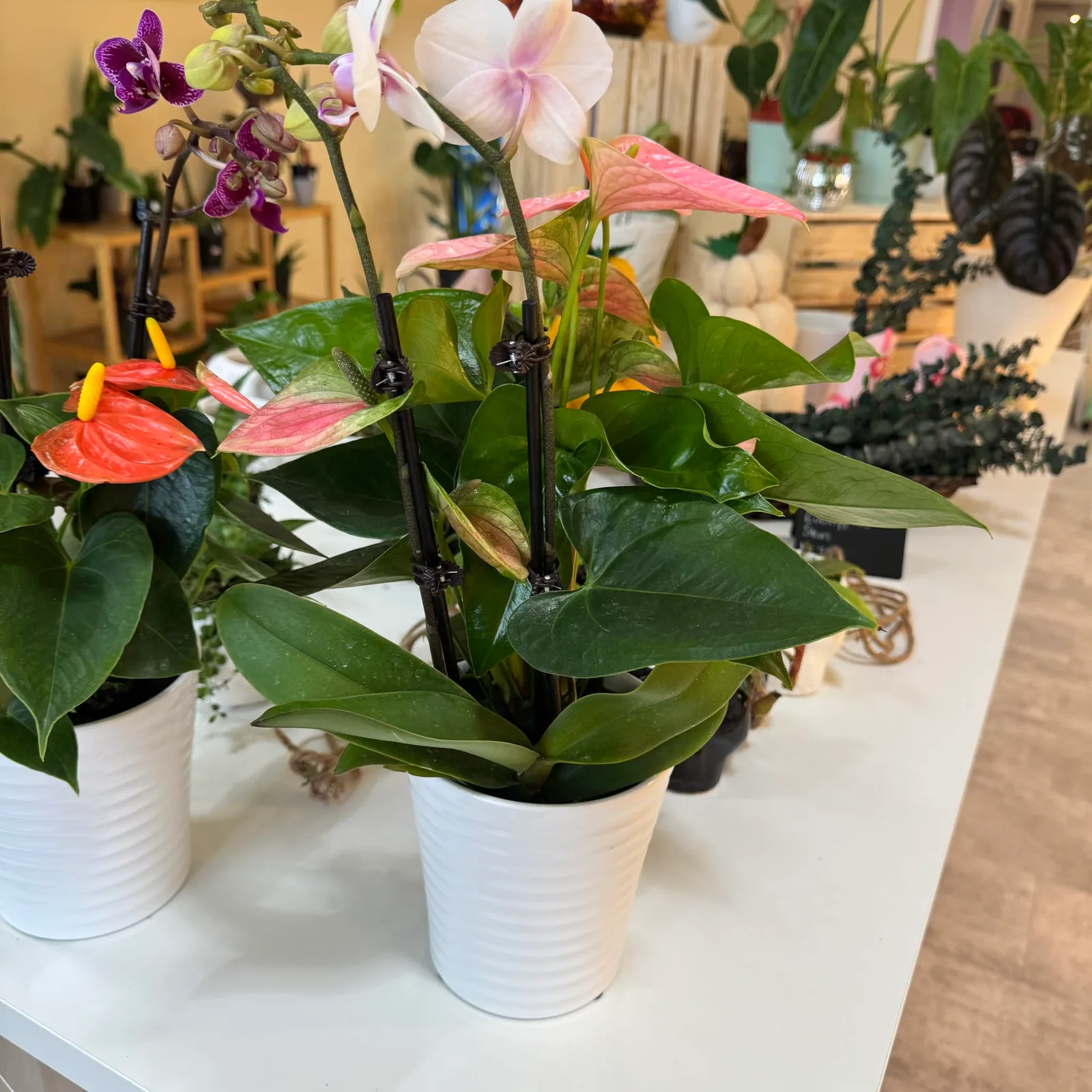 Tropical Anthurium and Orchid Planter — image 2