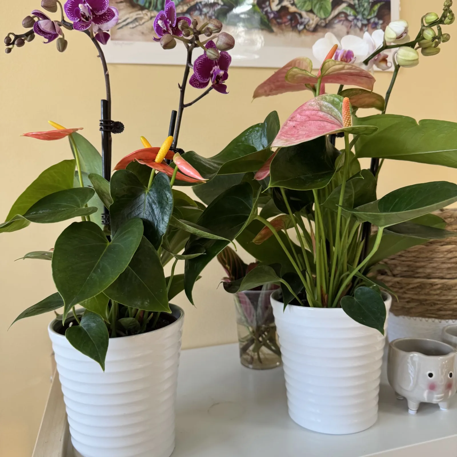 Orchid