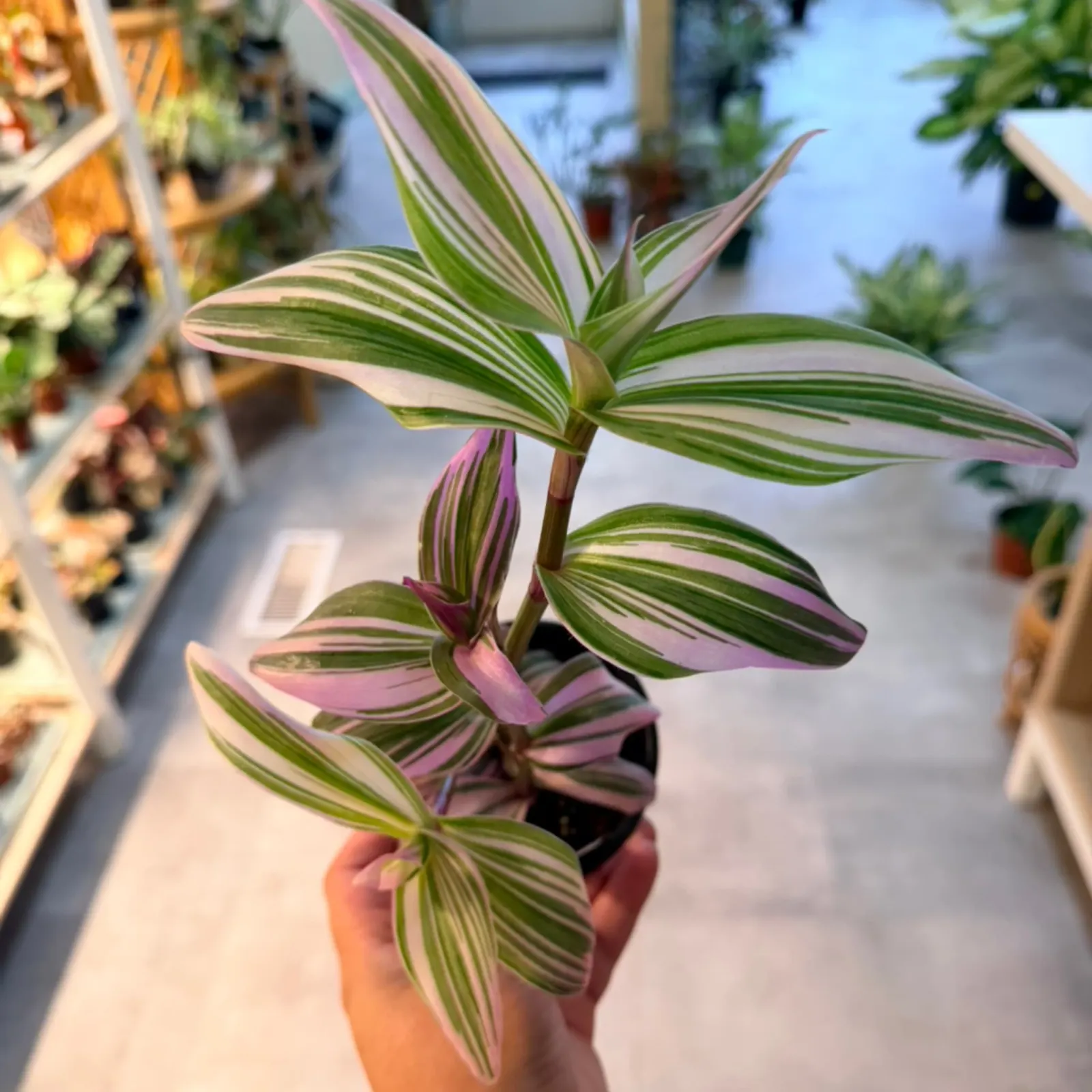 Tradescantia Purple houseplant with striped green and purple leaves held in hand indoors.