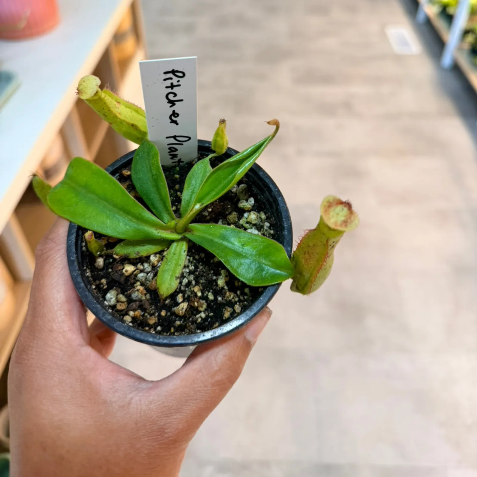 Nepenthes Pitcher Plant with green leaves and developing pitcher in small pot with label.