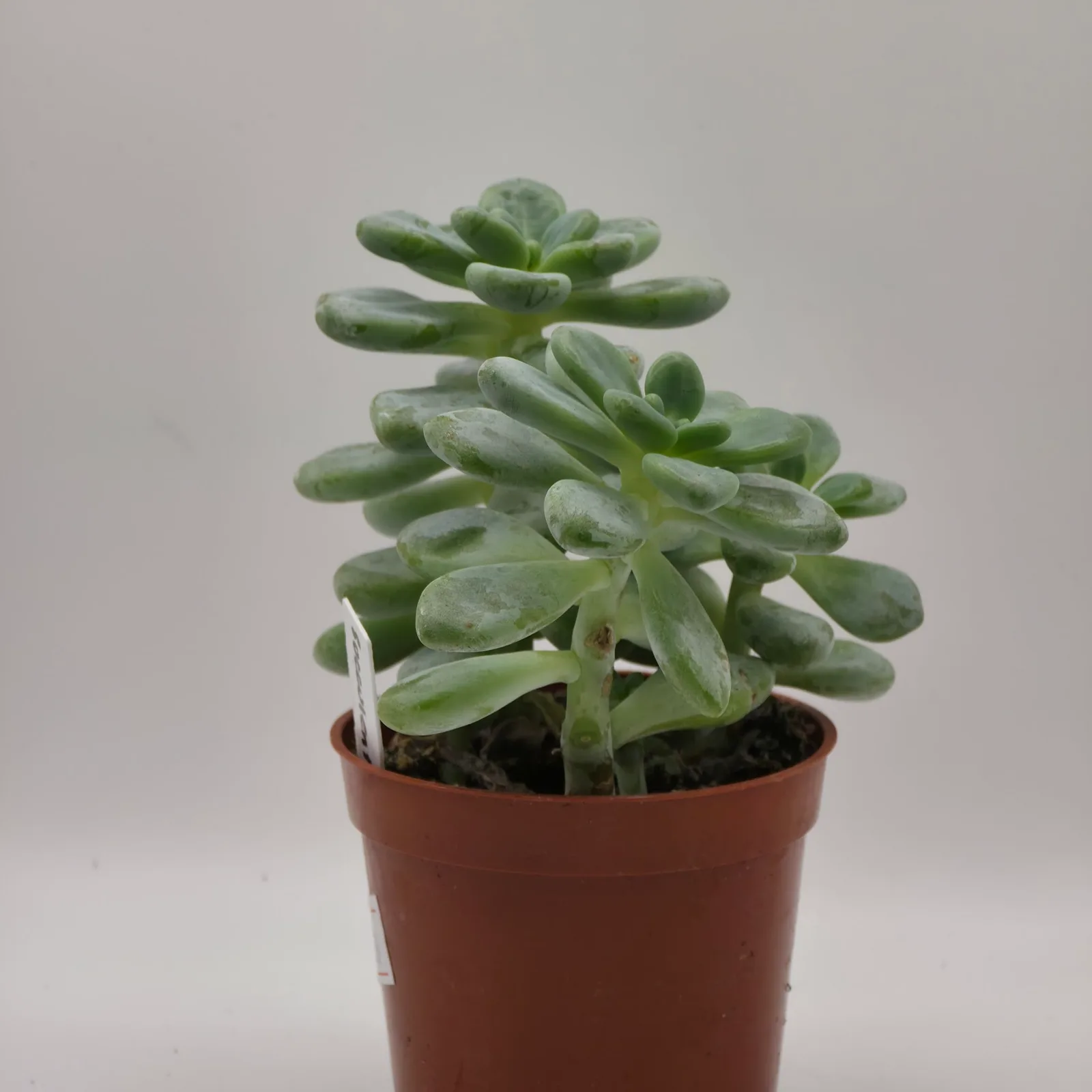 Succulents Assorted — image 2