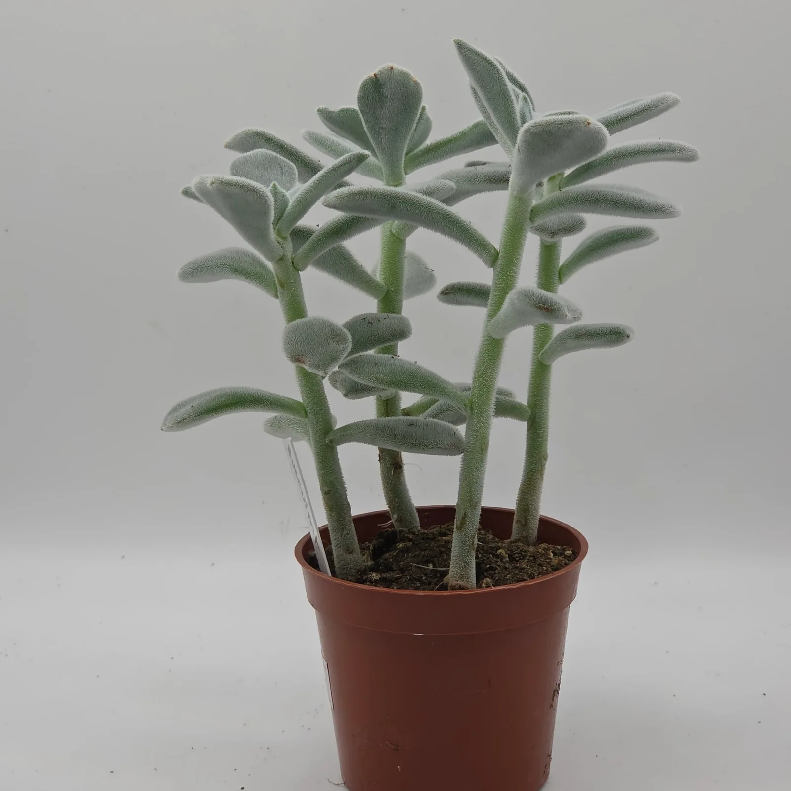 Succulents Assorted — image 3
