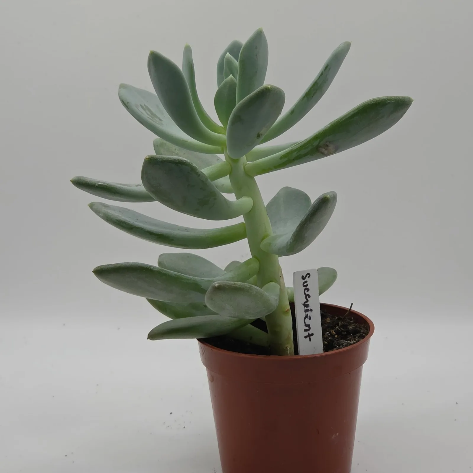 Succulents Assorted — image 4
