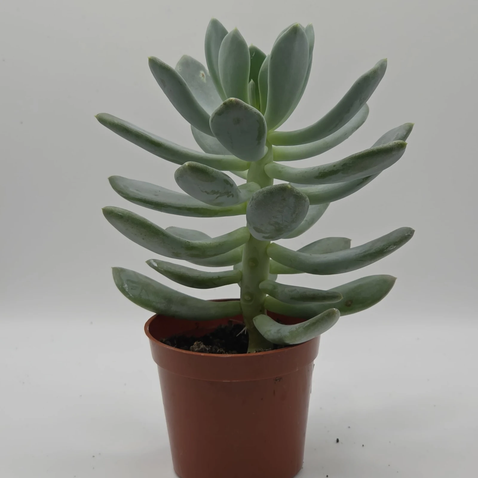 Succulents Assorted with thick green leaves in terracotta pot, front view.