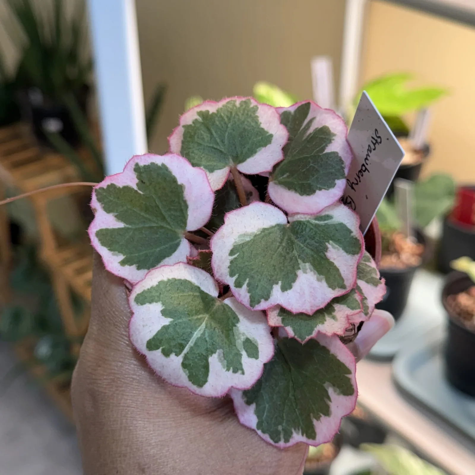 Begonia Strawberry houseplant with pink pot and variegated green white leaves