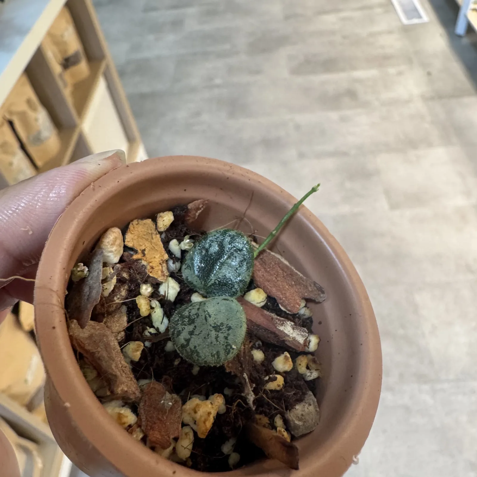 Hoya Serpens Silver small succulent in terracotta pot with soil and pebbles.