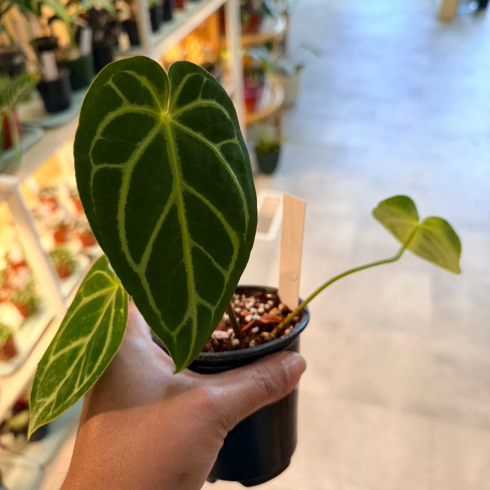 Anthurium Regale houseplant with deep green veined leaves in small black pot, held in hand.