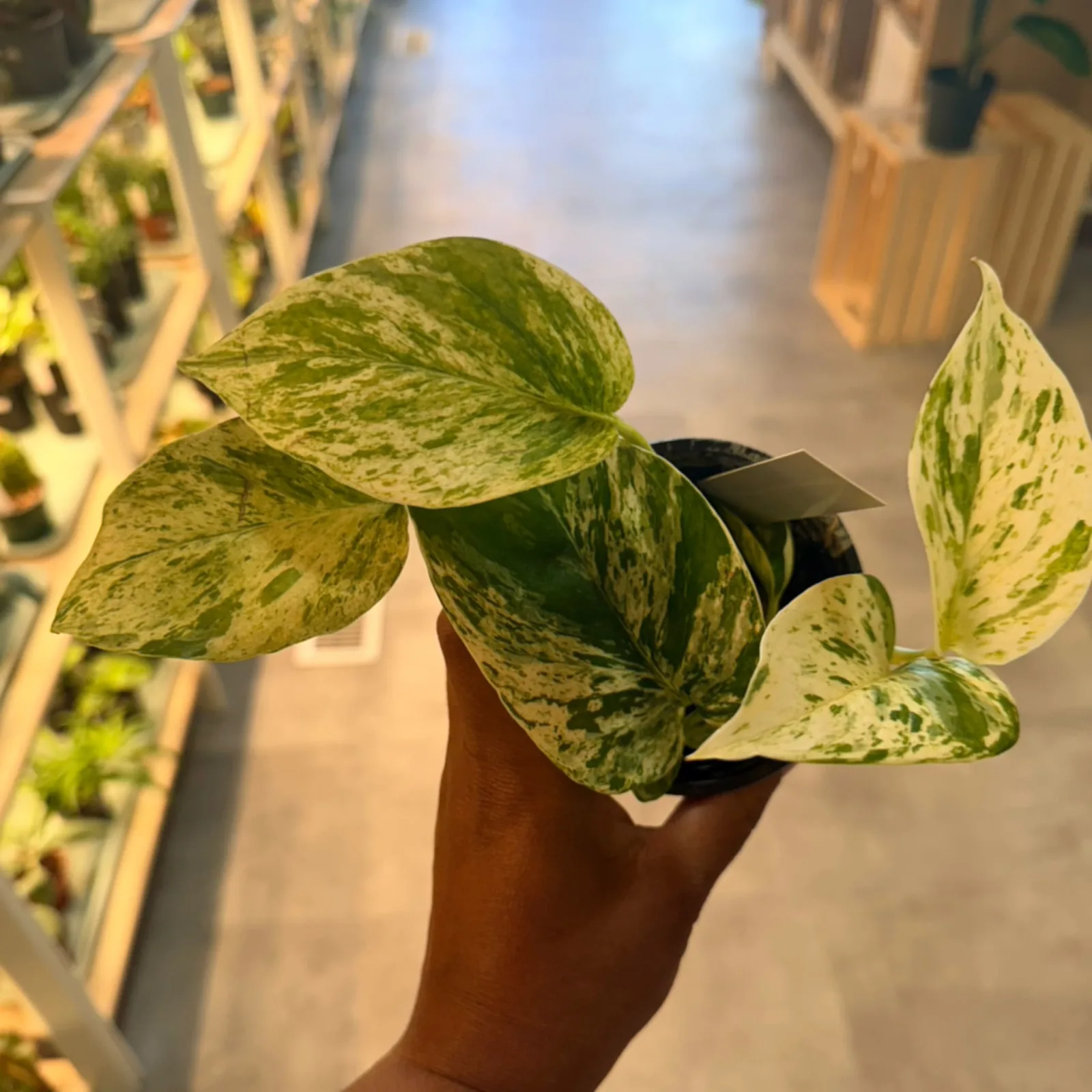 Marble Queen Pothos houseplant with variegated white and green leaves in brown ceramic pot.