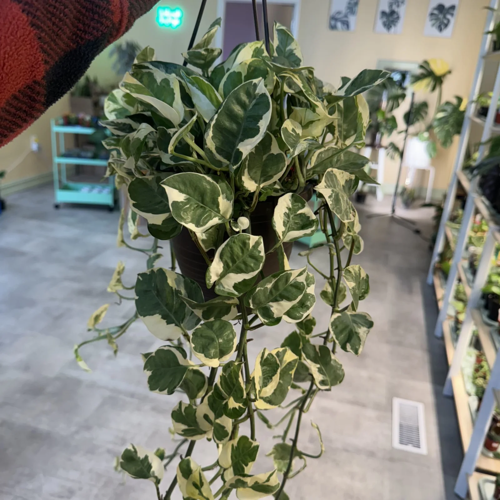 Pothos N'Joy trailing houseplant with white and green variegated leaves in black pot.