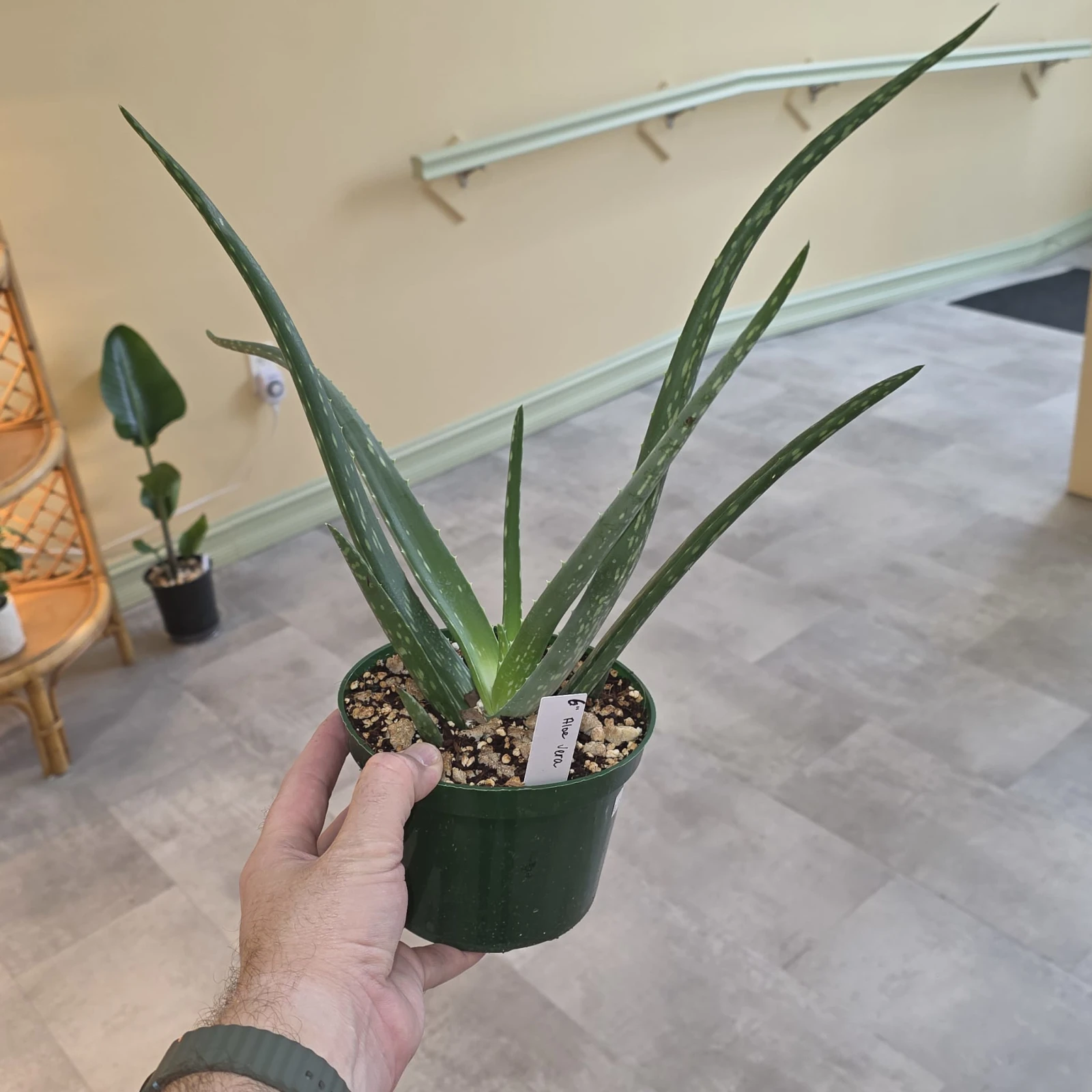 Aloe Vera plant with upright green leaves in dark green pot, held in hand indoors.