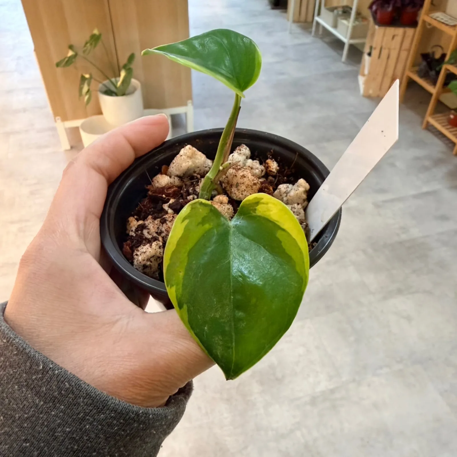 Epipremnum Manjula Poonsin houseplant with heart-shaped leaves in black pot, held in hand.