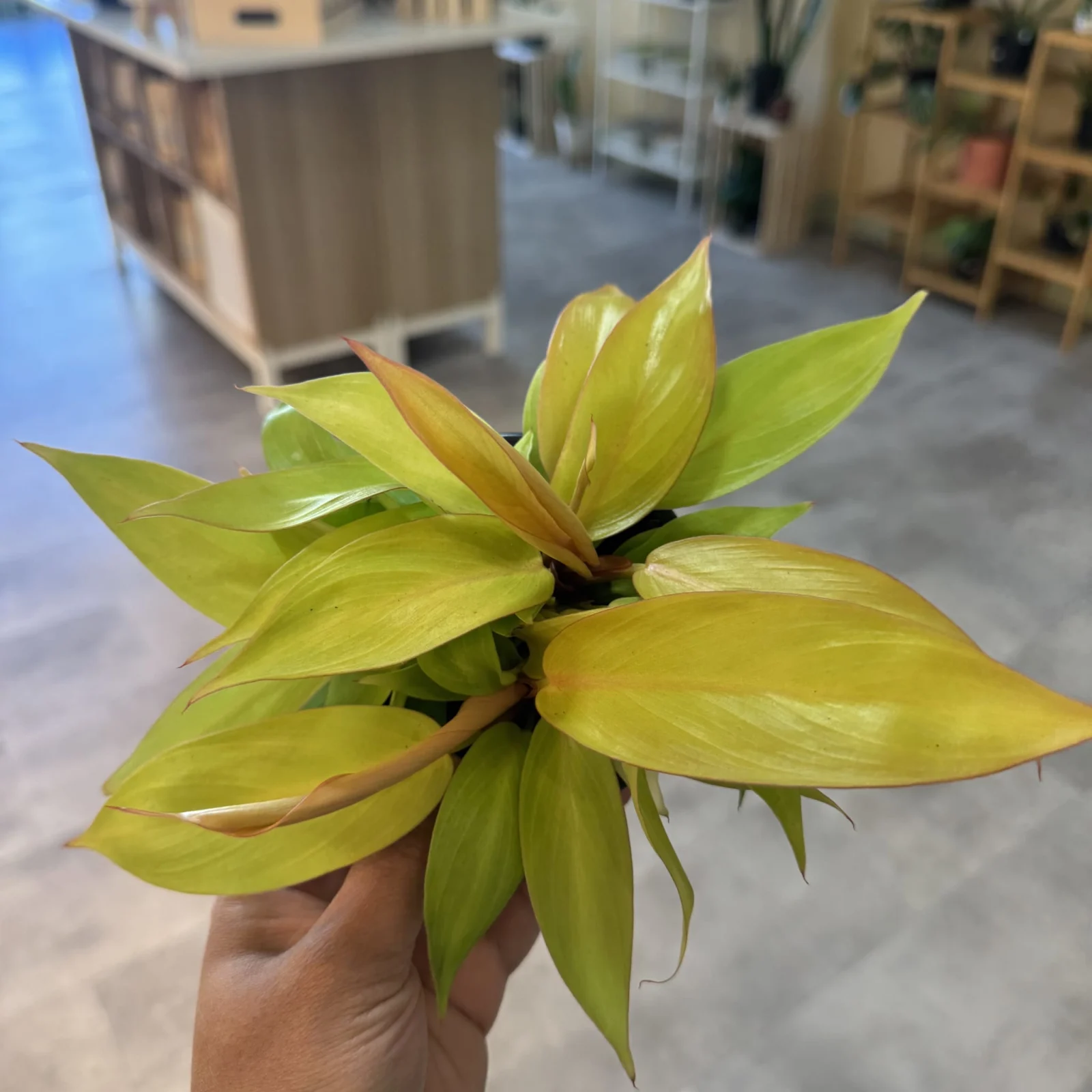 Philodendron Prince Of Orange with vibrant yellow-green foliage held in hand indoors