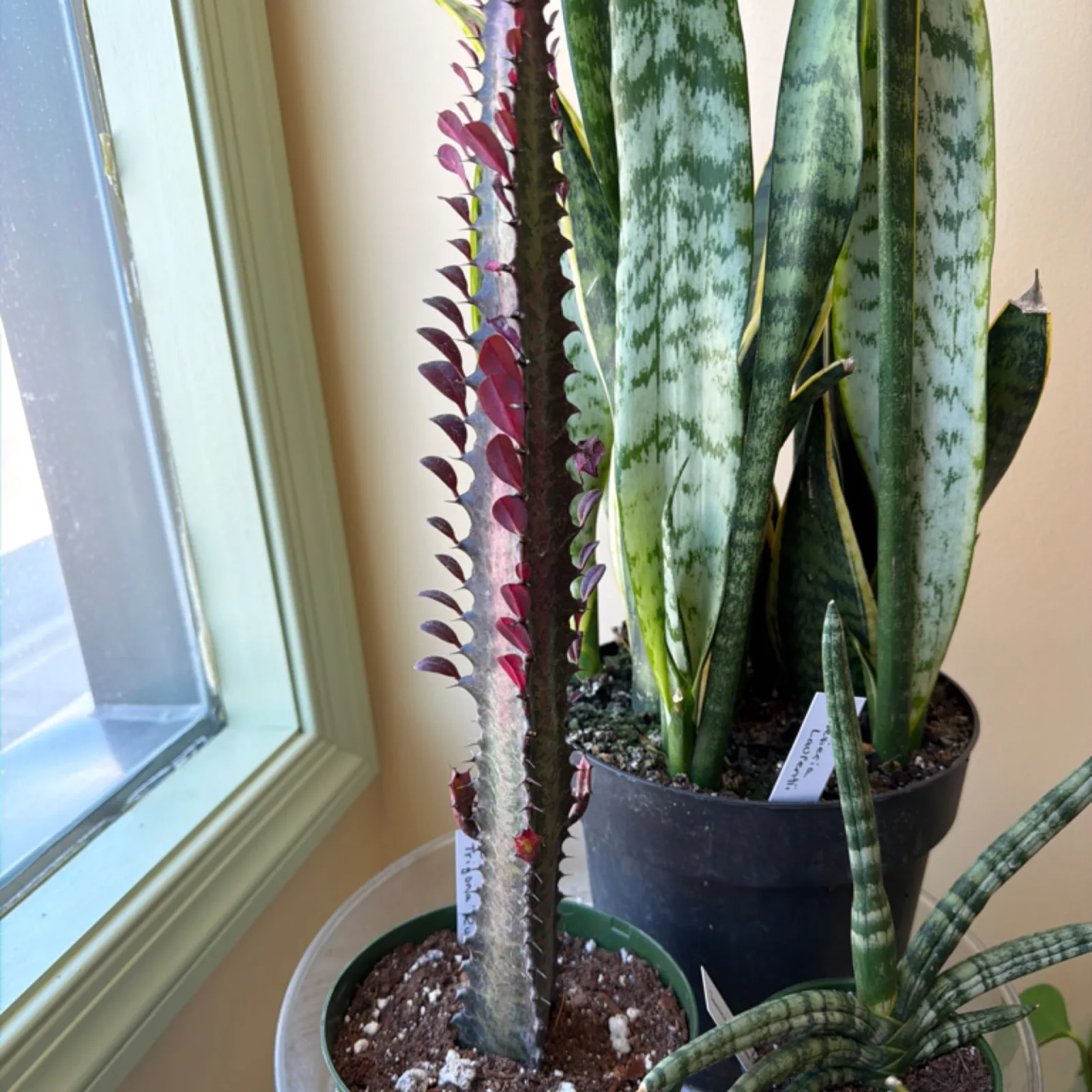 Euphorbia trigona with purple flowers in dark pot near window