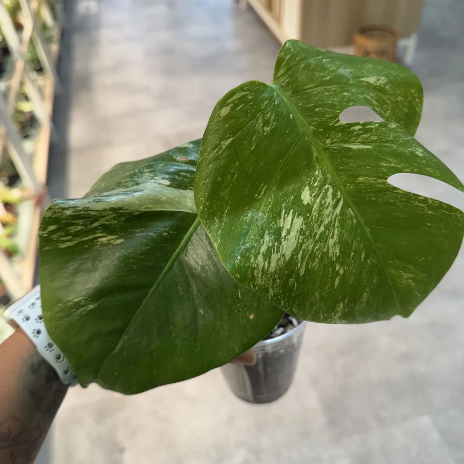 Monstera Albo (Medium Variegation) — image 4