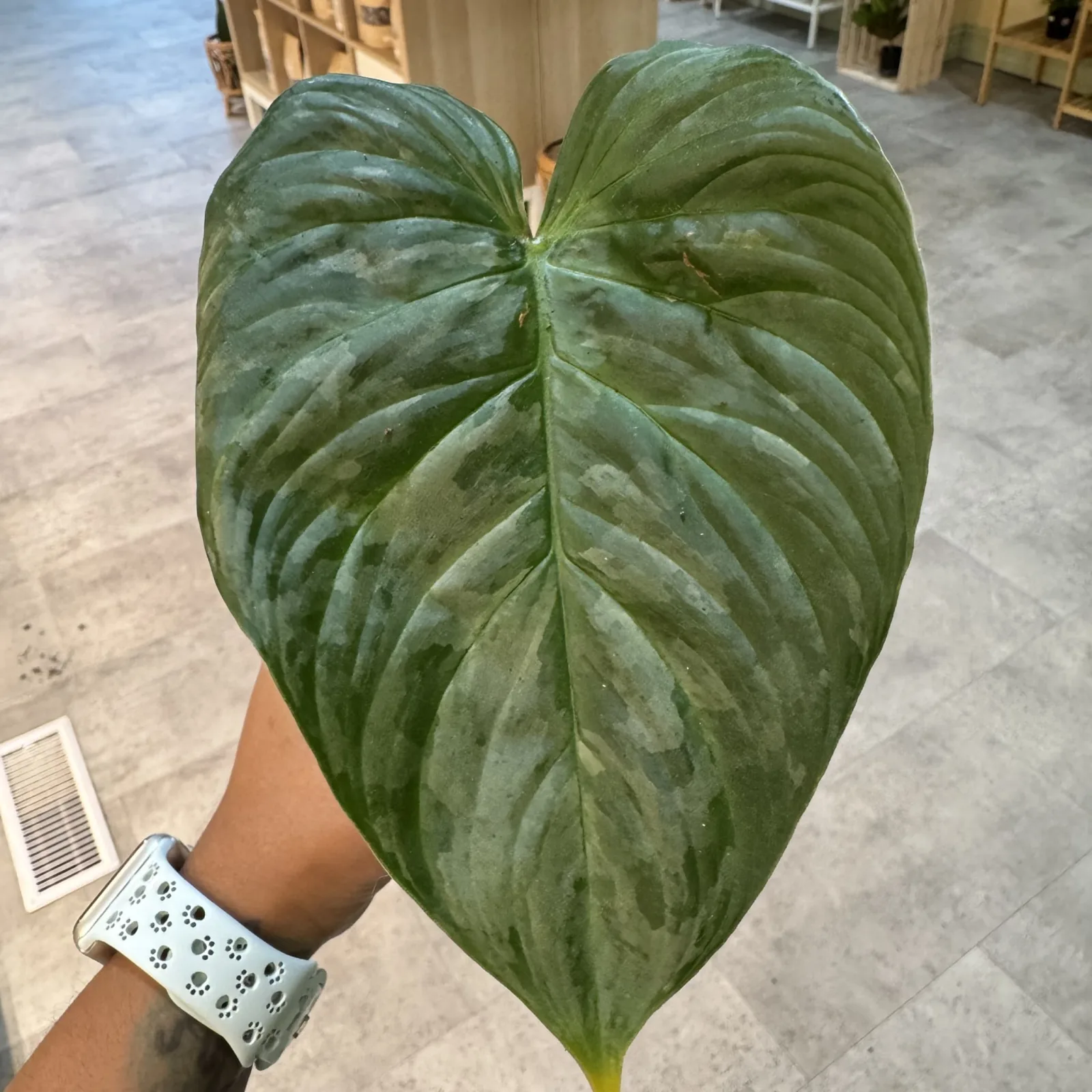 Philodendron Majestic large green heart-shaped leaf held in hand indoors