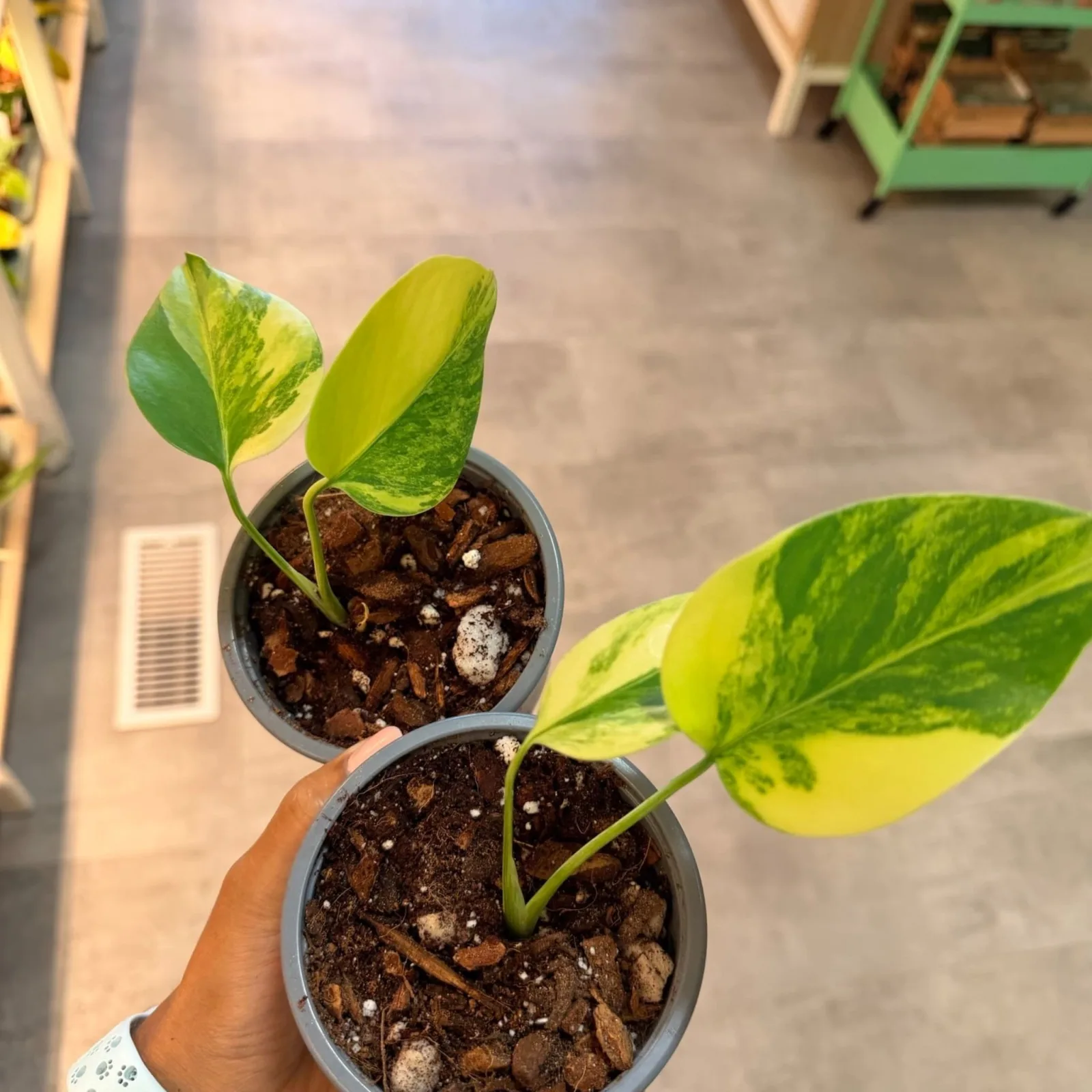 Monstera Aurea Tricolor houseplant with variegated yellow-green leaves in small gray pot.