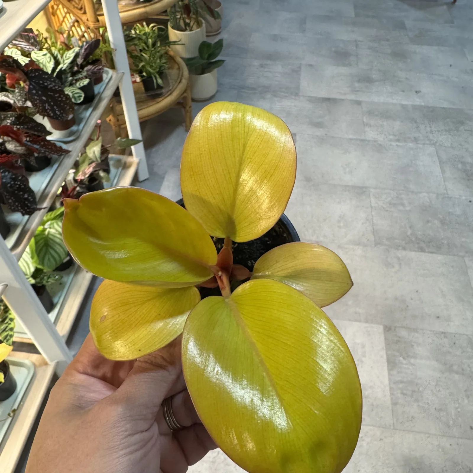 Philodendron Mars with bright yellow-green oval leaves held in hand, indoor plant