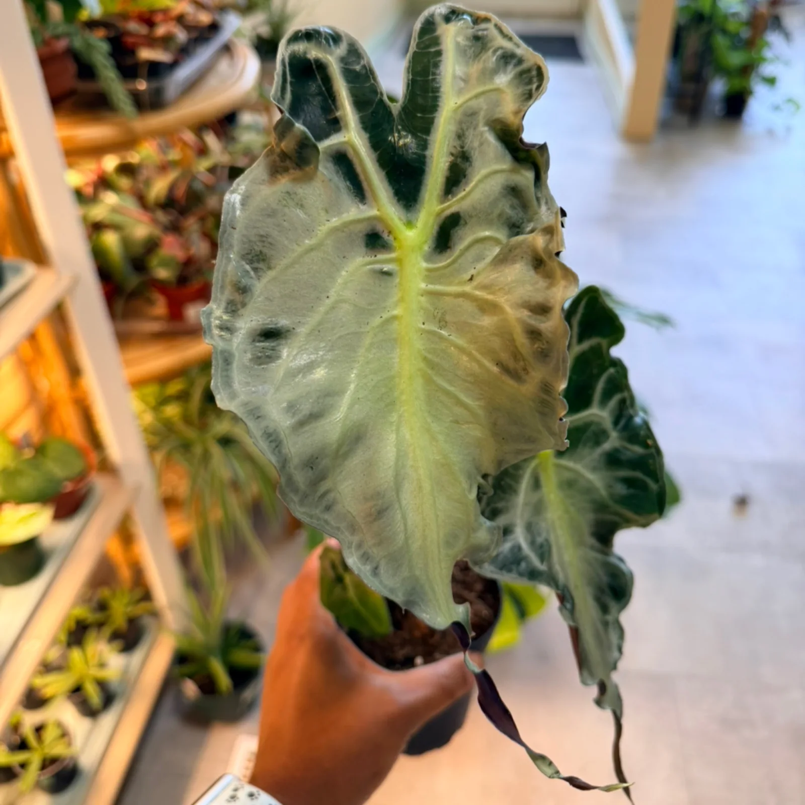 Alocasia 'Venom' houseplant with variegated green and cream leaves in terracotta pot