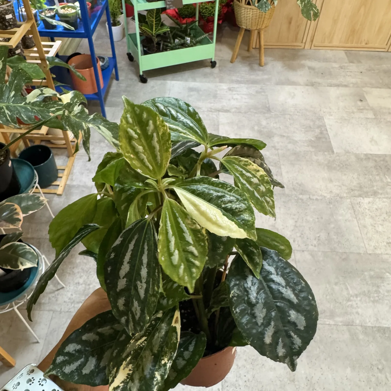 Pilea Aluminum Variegated houseplant with silvery variegated leaves in terracotta pot.