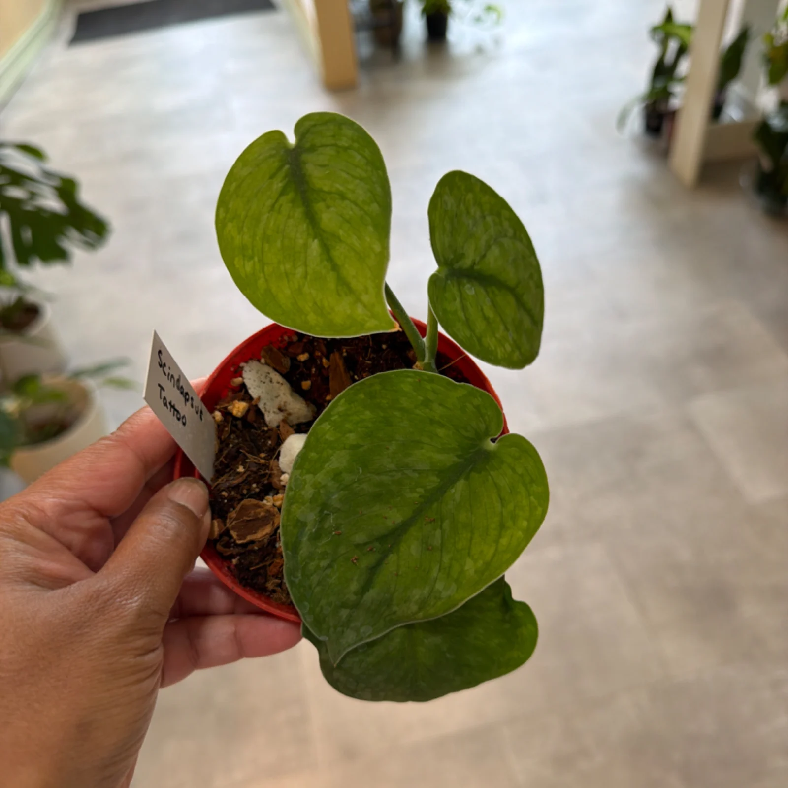 Scindapsus Tattoo houseplant with heart-shaped leaves in red decorative pot, held in hand.