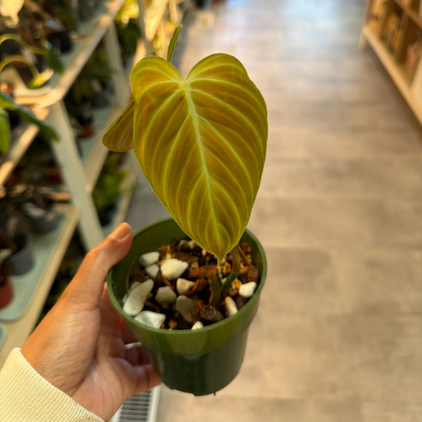 Philodendron Splendid houseplant with heart-shaped yellow-green leaf in green pot.