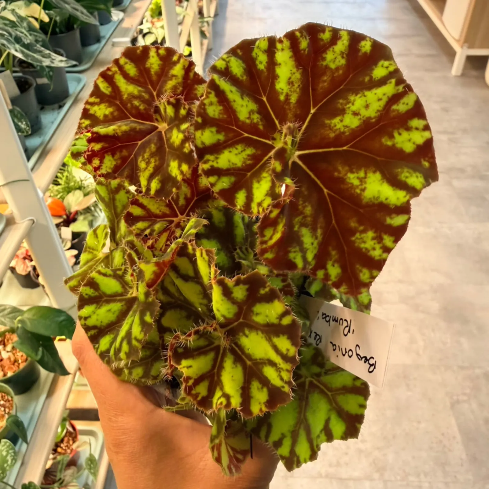 Begonia Rex Rumba with vibrant red and lime green patterned leaves held in hand.