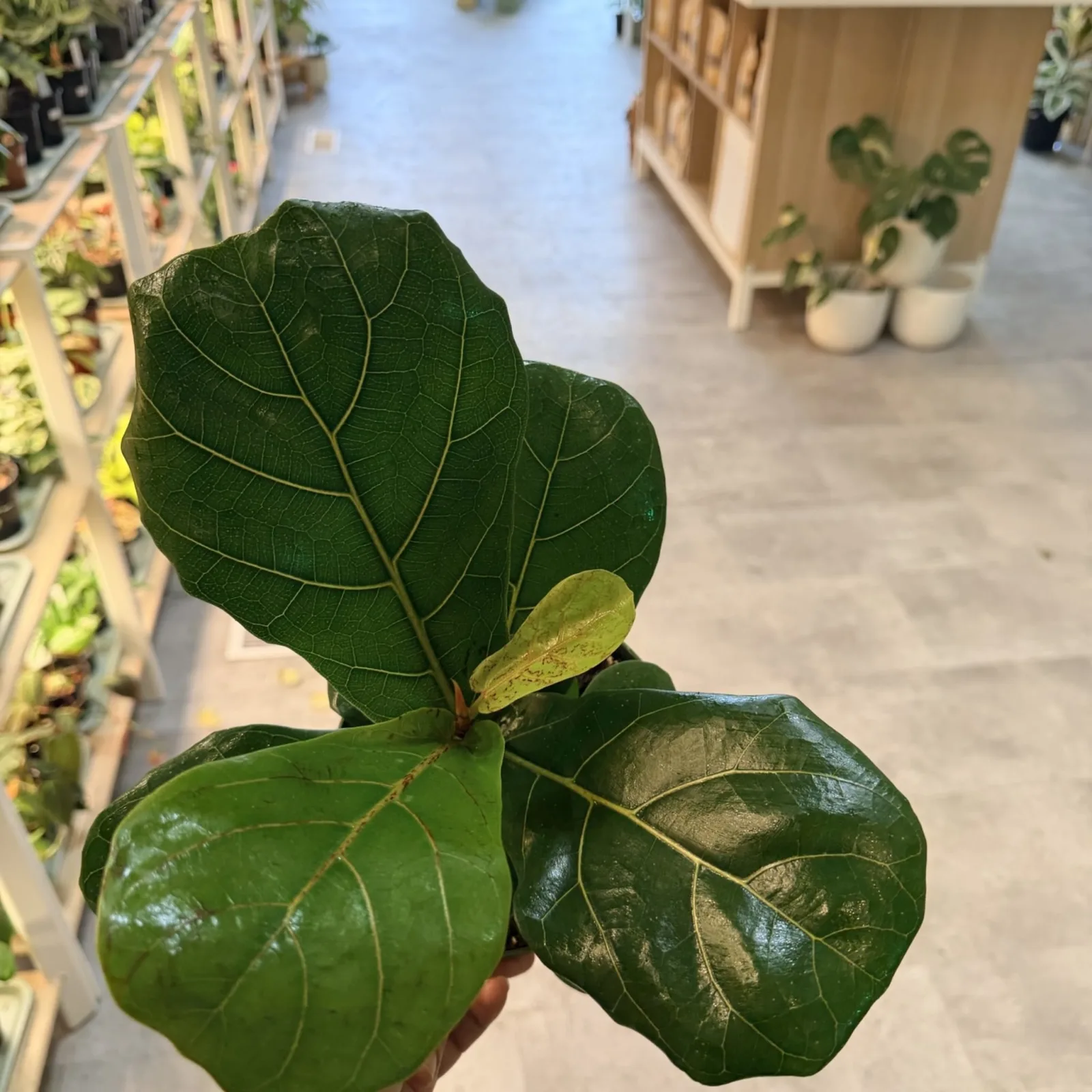Ficus Lyrata Bush with broad green leaves in indoor potted plant setting