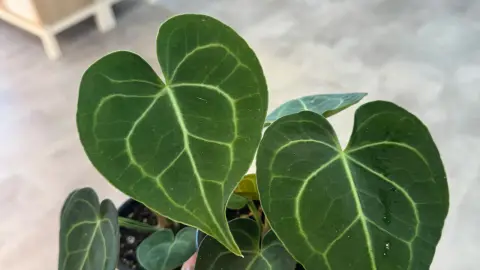 Anthurium clarinervium