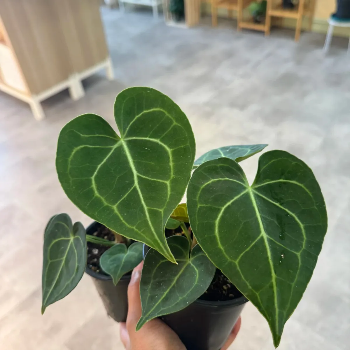 Anthurium clarinervium