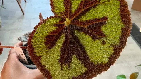 Begonia masoniana (Iron Cross)