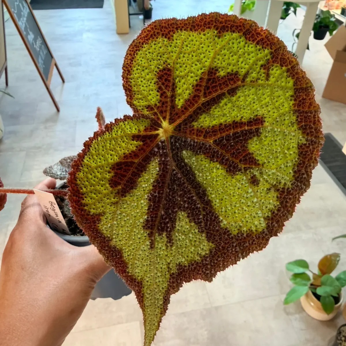 Begonia masoniana (Iron Cross)