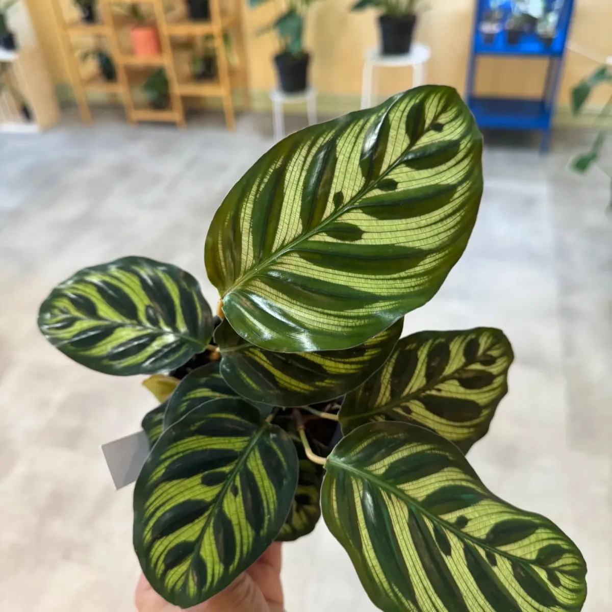 Calathea makoyana